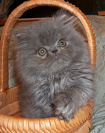 blue persian male