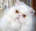 Email me at nypersians@gmail.com about persian or himalayan kittens