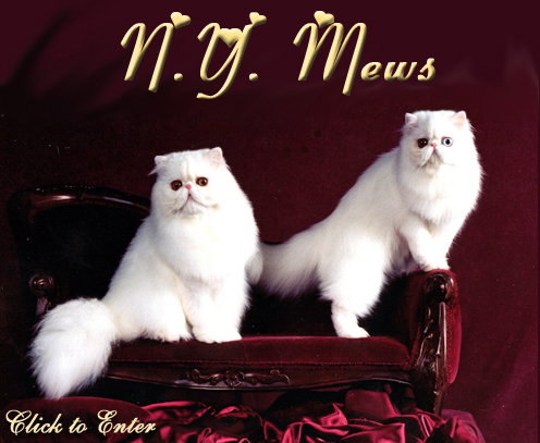 NYMews Persians and Himalayans kittens and cats