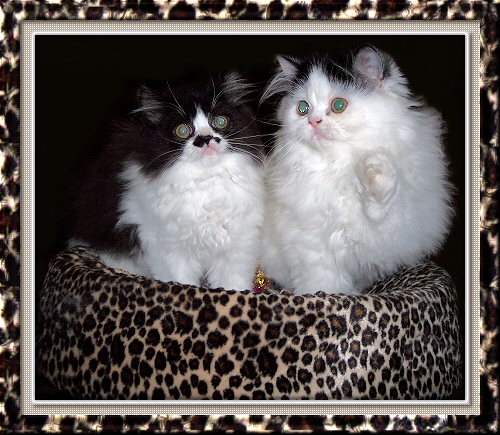 Passique Persians