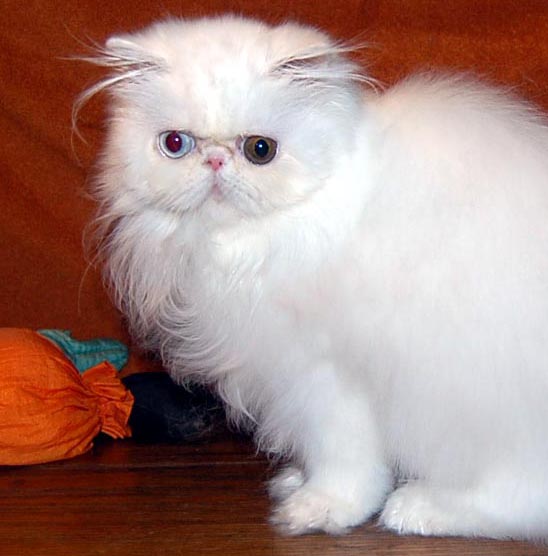 Odd-Eyed White Persians