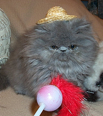 blue female persian