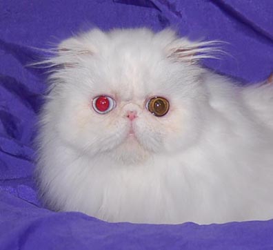 Odd-Eyed White Persians