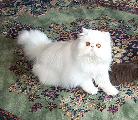 Copper Eyed White Persian