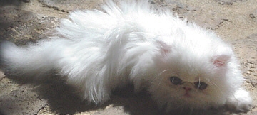 Copper Eyed White Persian