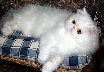 Copper Eyed White Persian