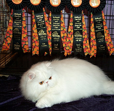 Copper Eyed White Persian