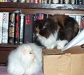 calico persian and copper eyed white persian