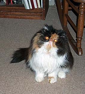 calico persian