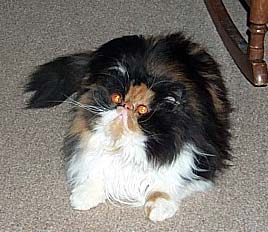 calico persian