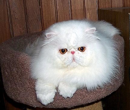 Copper Eyed White Persian