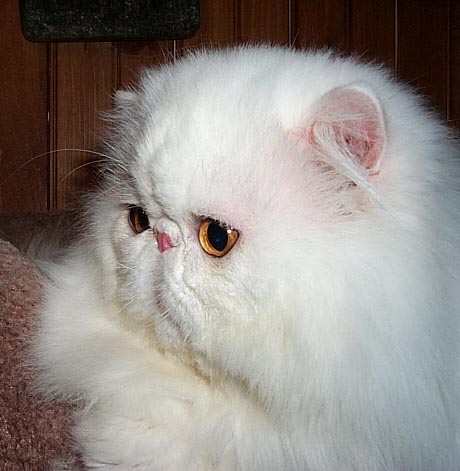 Copper Eyed White Persian