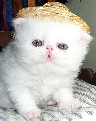 Copper Eyed White Persian