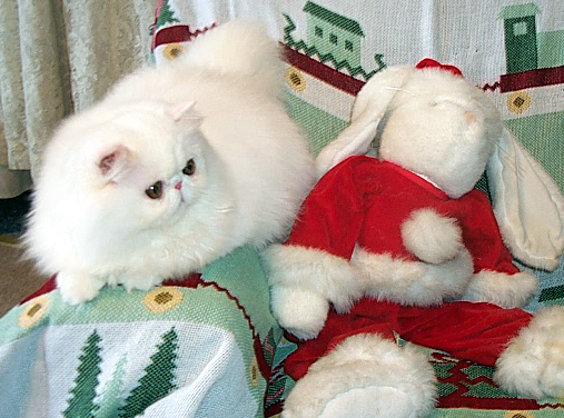 Copper Eyed White Persian