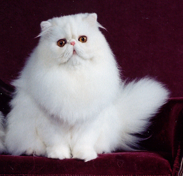 Copper Eyed White Persian