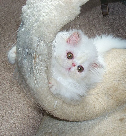 Copper Eyed White Persian