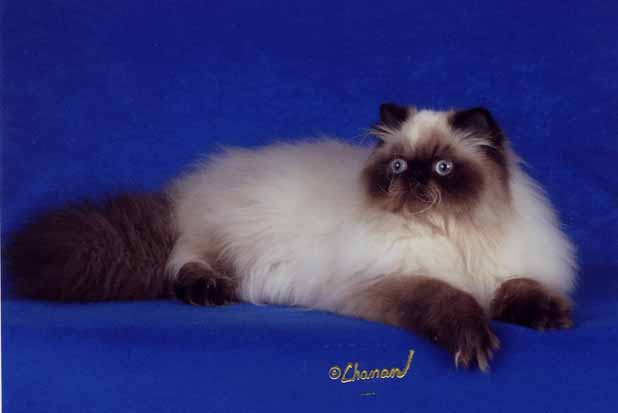 Seal point best sale persian