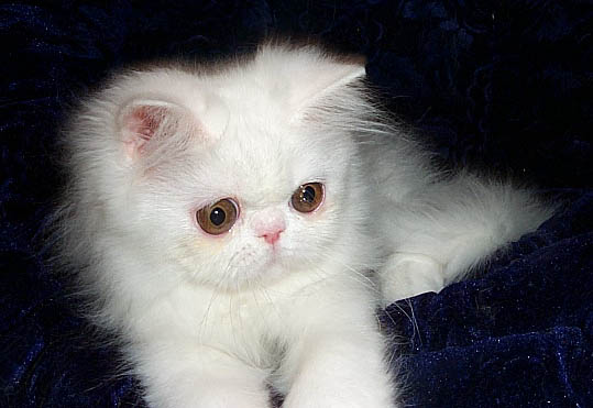 Scruftys Mini Purrl, copper eyed white female persian