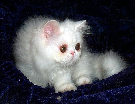 copper eyed white female persian