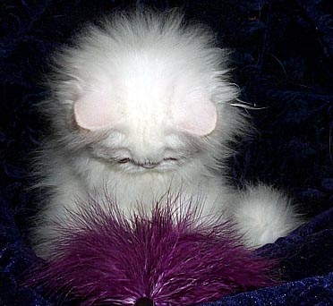 copper eyed white female persian