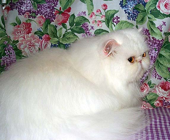 Copper Eyed White Persian