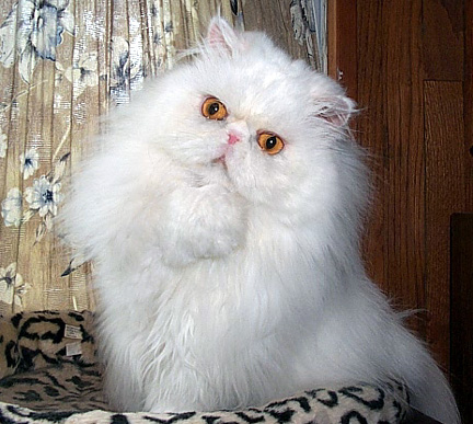 Copper Eyed White Persian