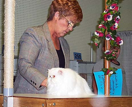 Copper Eyed White Persian