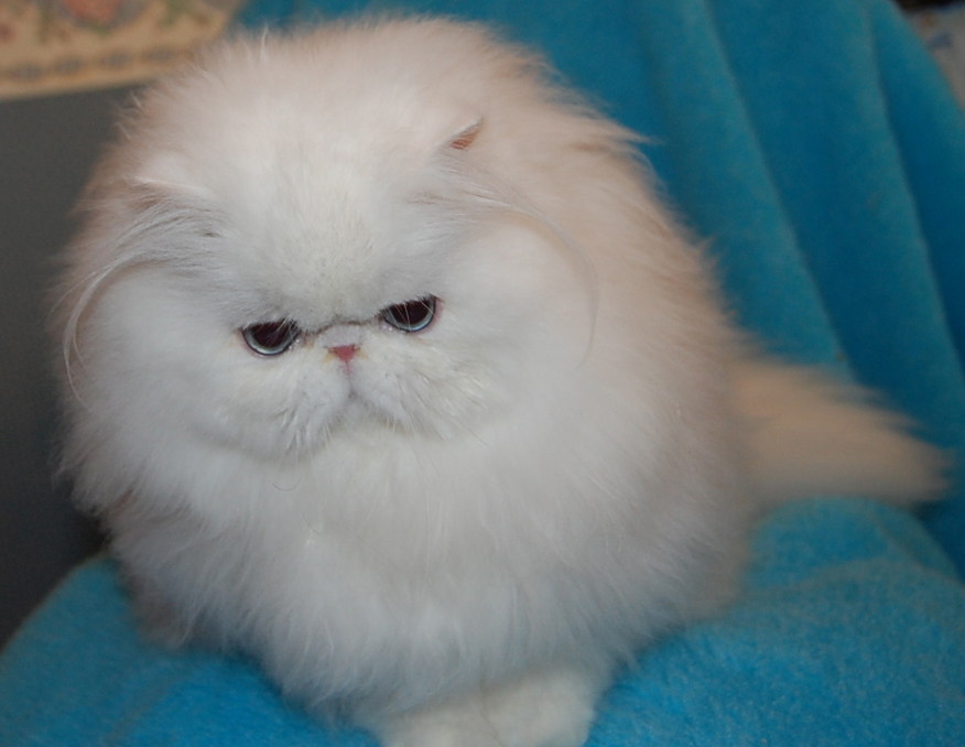 Blue Eyed White Persian