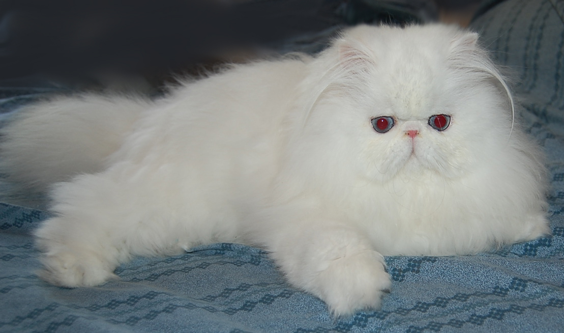 Blue Eyed White Persian