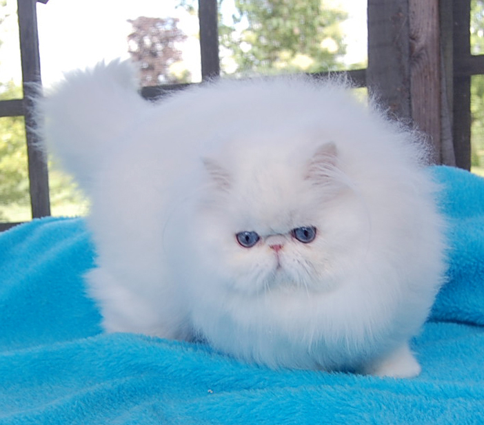Blue Eyed White Persian