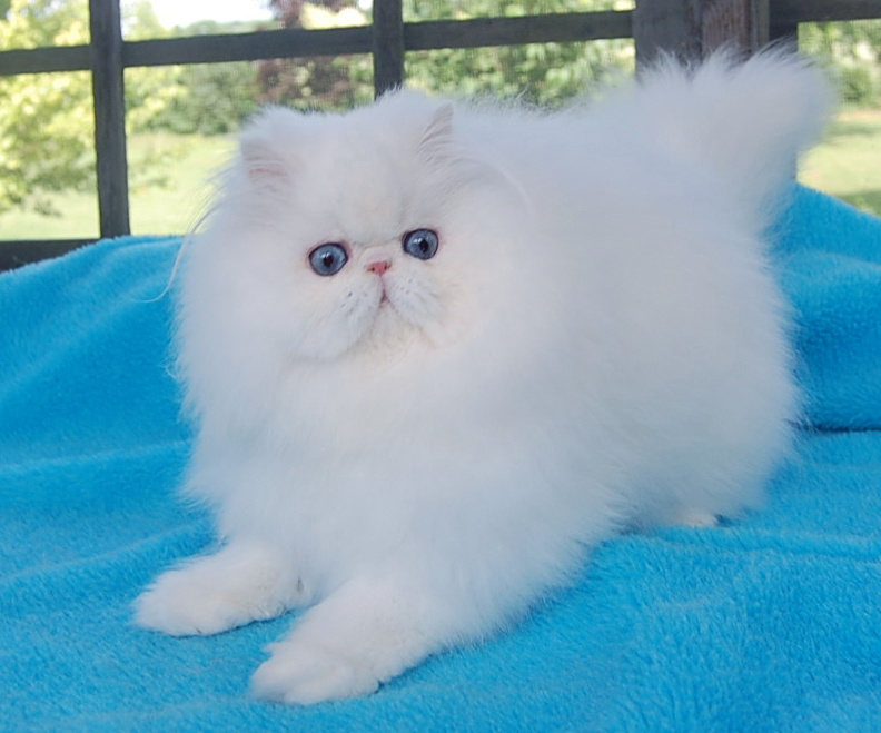 Blue Eyed White Persian