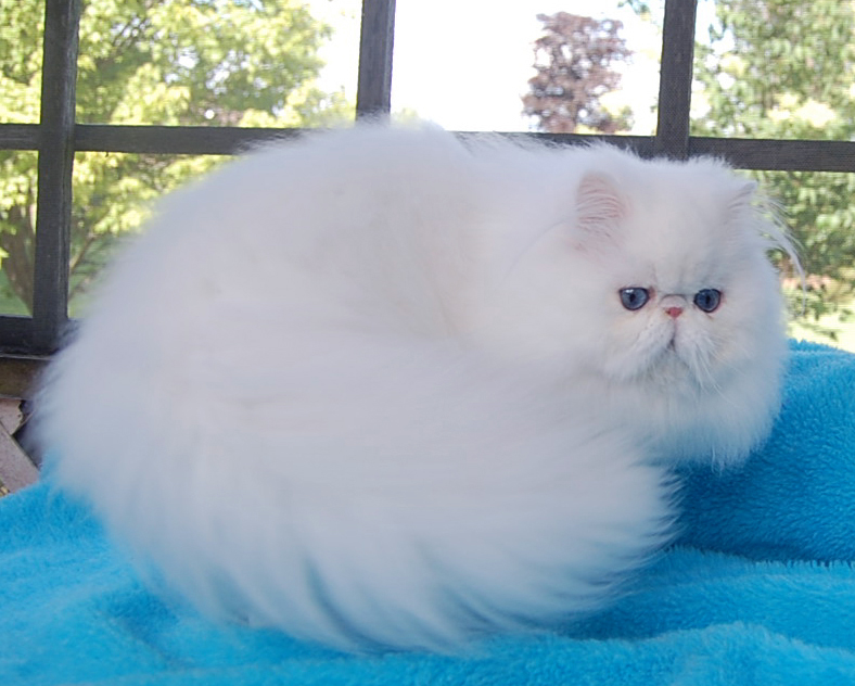 Blue Eyed White Persian