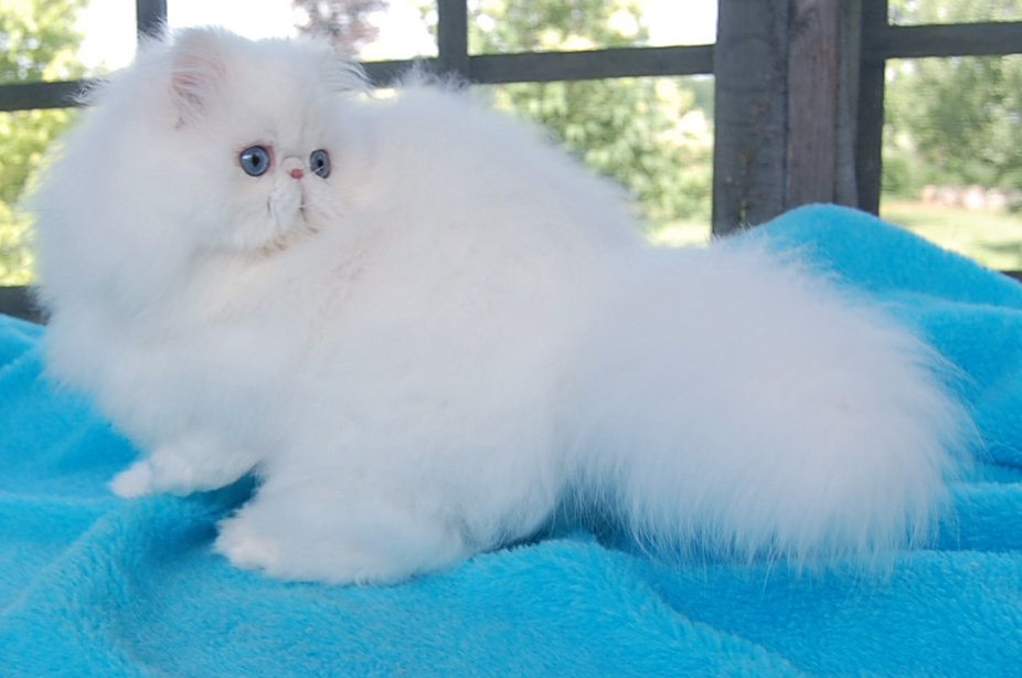 Blue Eyed White Persian