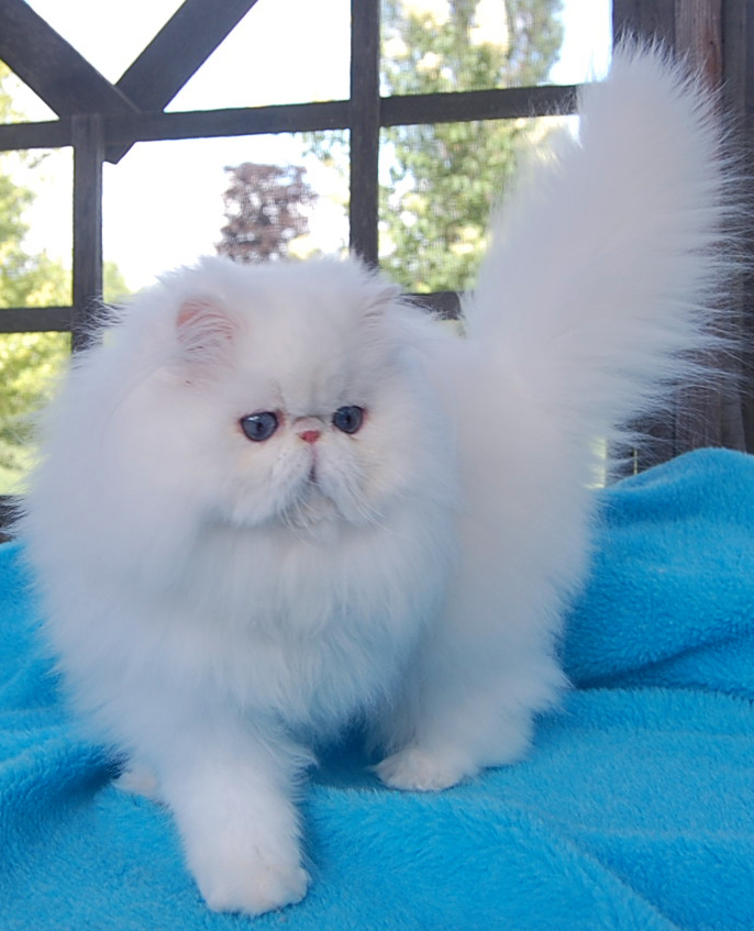 Blue Eyed White Persian