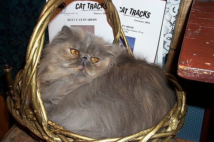 mewtiny, bluecream persian from Stanwick Cattery in S Africa, Rusty Human breeder
