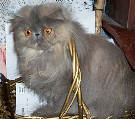 bluecream persian from S Africa