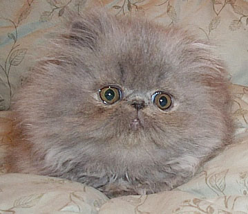 blue female persian