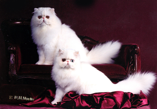 Odd-eyed white persian and copper eyed white male