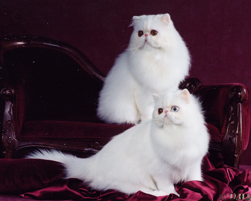 odd eyed white female persian and copepr eyed whiote male persian: Oddysee and Gio