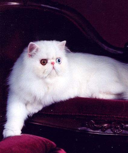 Odd eyed white female persian