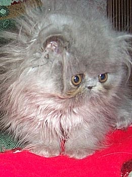 blue persian male