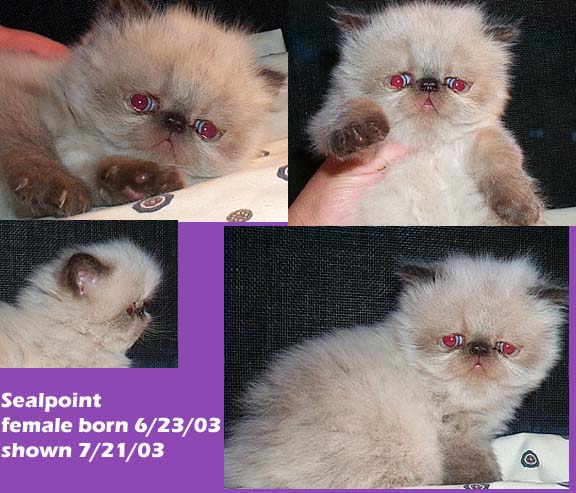 Sophia Purr-en, sealpoint himalayan female