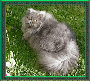 Imp Supreme Grand Champion Stanwick Buk-I-Paws, blue male persian