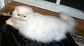 Copper Eyed White Persian