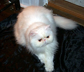 Copper Eyed White Persian