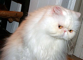 Copper Eyed White Persian