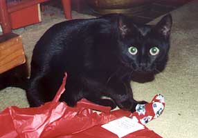 Black Girl's Christmas catnip