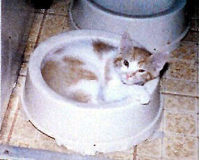 kitten napping in big dog dish