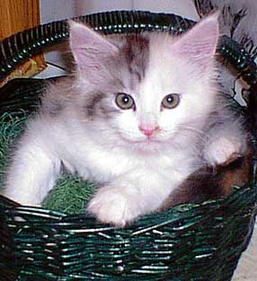 Dottie in a basket