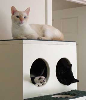 cats on top of and inside box